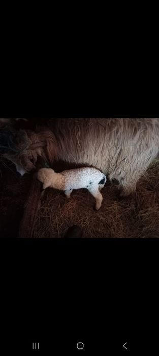 Vând 19 mioare (oi)