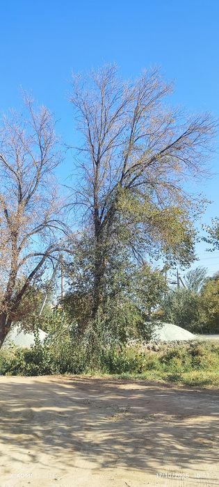 Oʻtin narvon sotiladi  kasishga ruxsat olib baraman kasib olib getasi