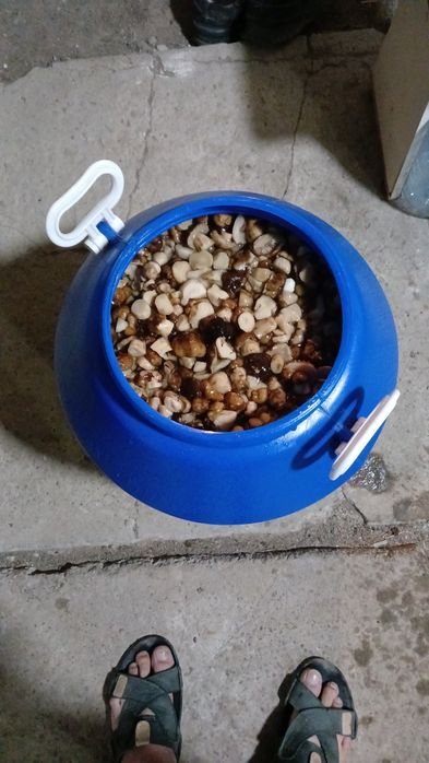 Грибы солёные чистые