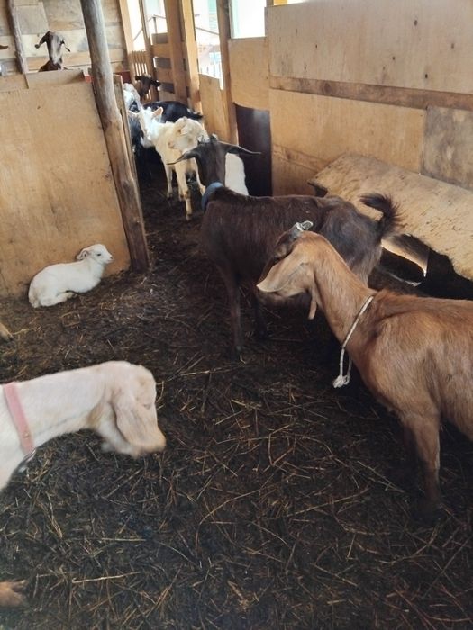 Продавам бремени кози и ярета