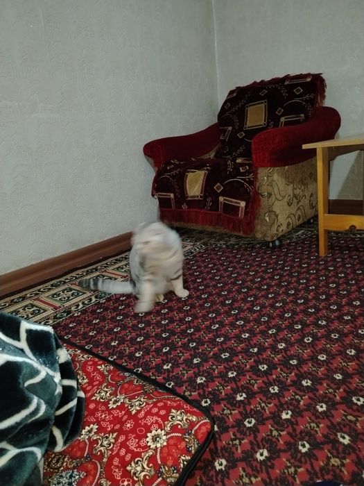 Yaxshi holatdagi mushuk