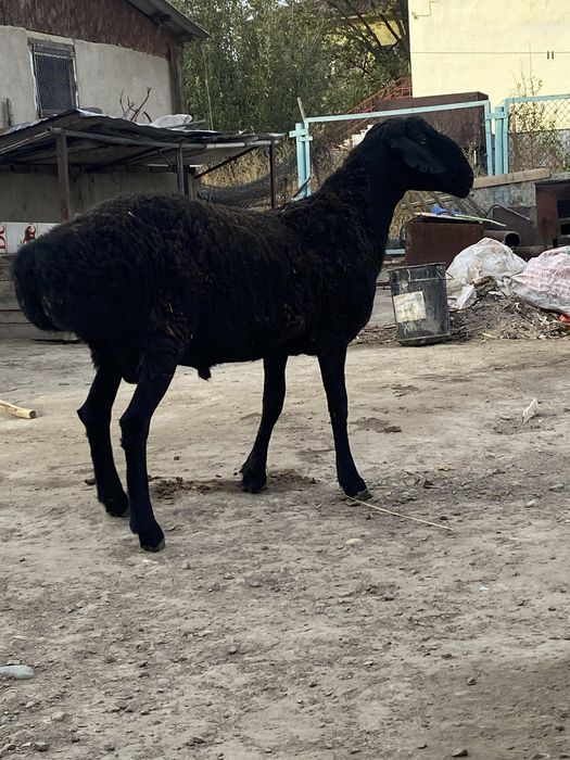 Продам кошкар породистый