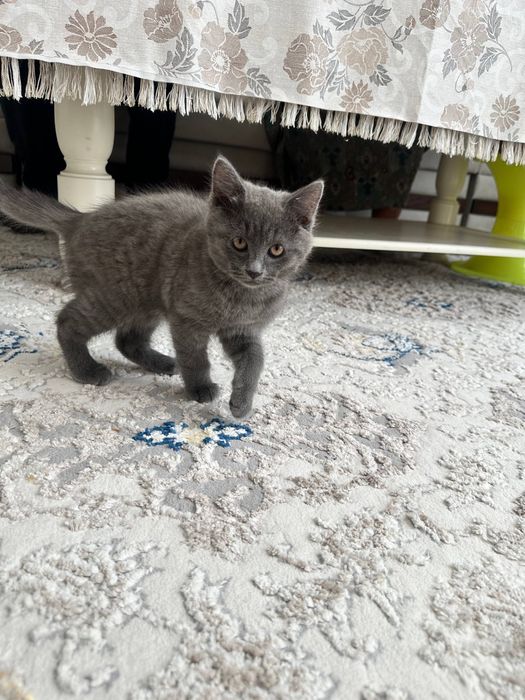 Продаеться кошка 2 месяца