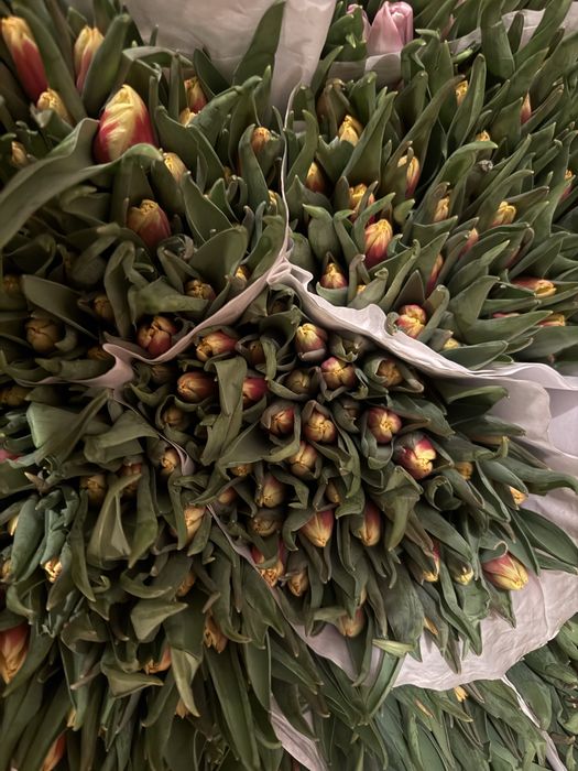 Тюльпаны оптом и в розницу! Центр города