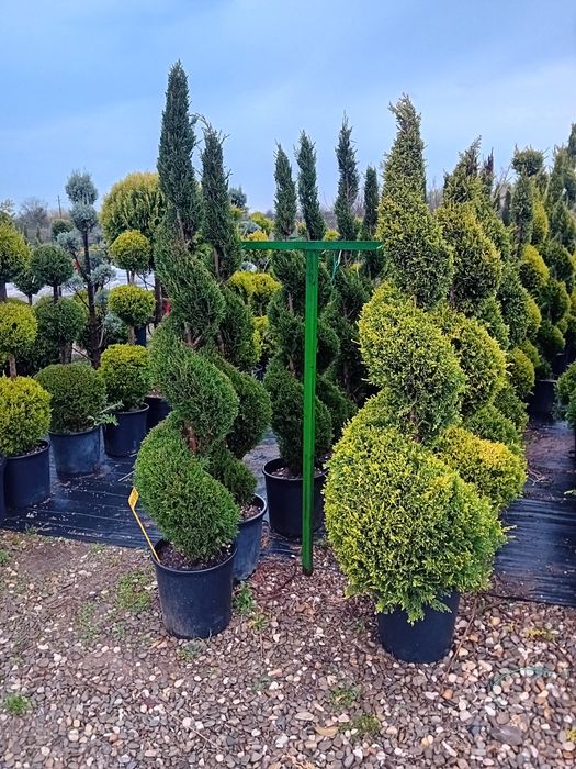 Amenajez gradini spați verzi cu plante ornamentale naturale