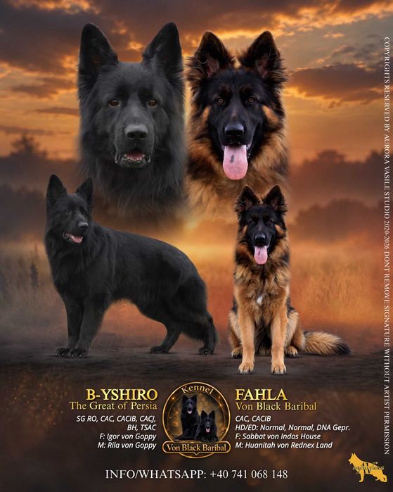 Pui Ciobanesc German cu pedigree,par lung