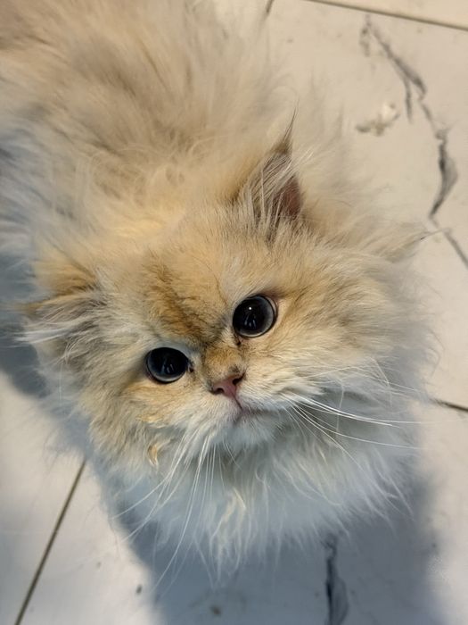 Chinchilla Mushuk Cat