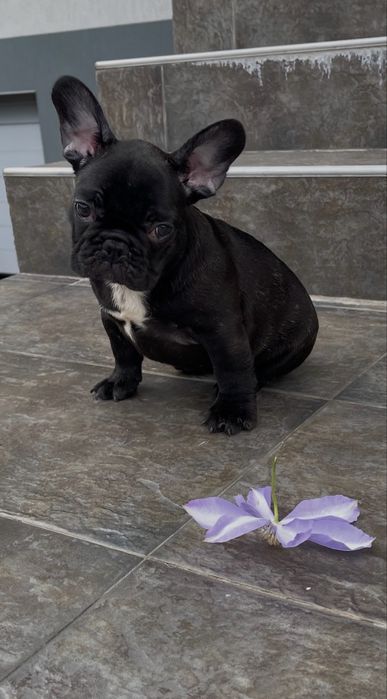 Mascul bulldog francez din parinti cu pedigree