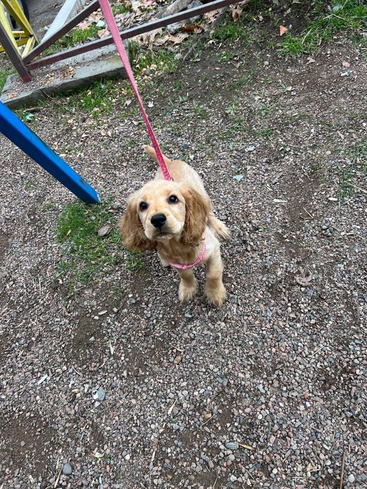 Продам щенка спаниеля