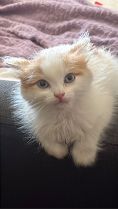 Котенок мальчик в добпрые руки