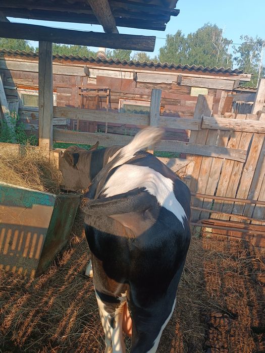 Продам быка, 13 месяцев.