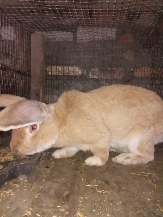 Кролики породы Фландер