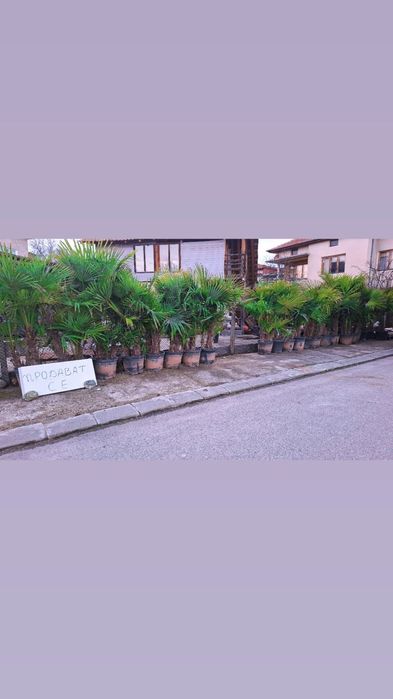 Палма Трахикарпус