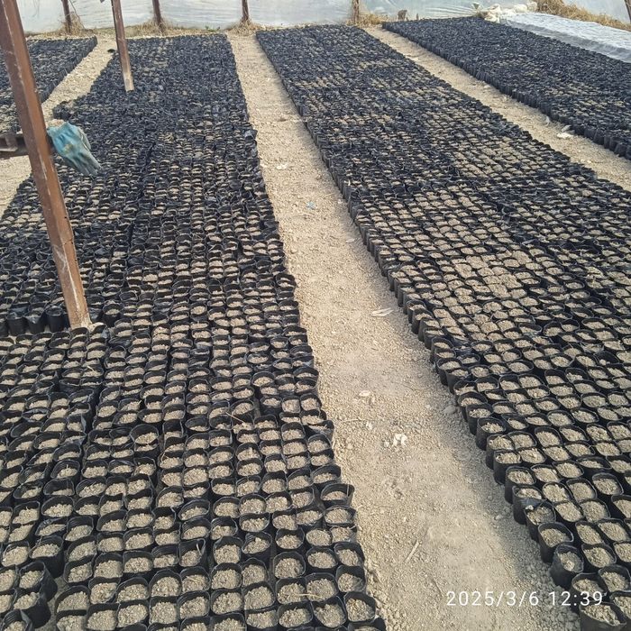 Павлония нихоллари сифатлий ку́чатлар