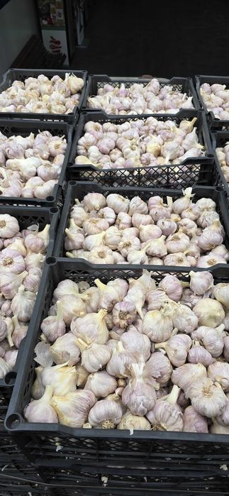 Usturoi origine Egipt de vanzare