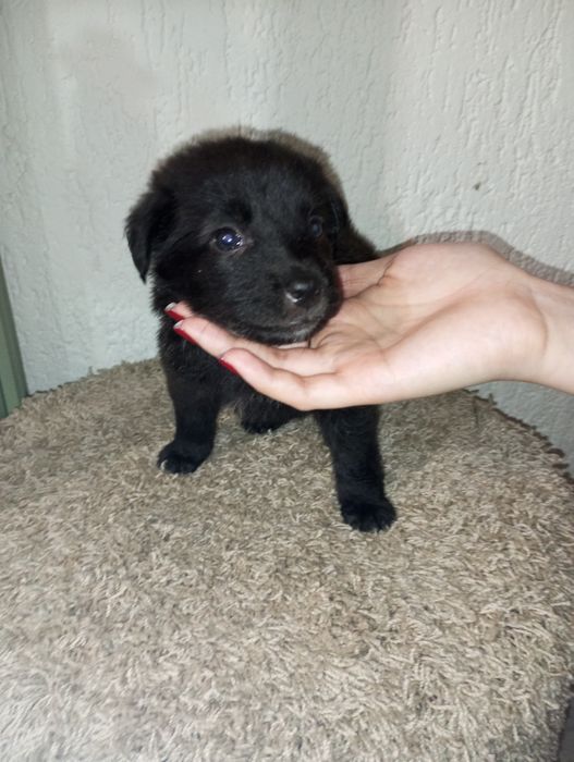 Щенки с приюта  бесплатно