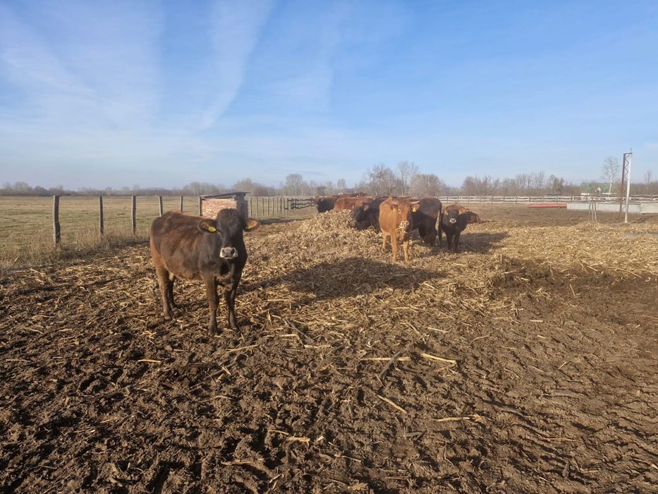 25 juninci Angus gestante