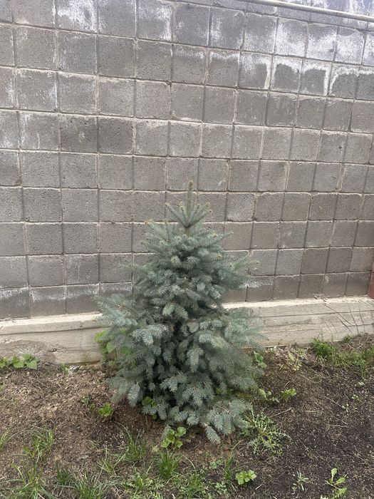 Голубая ель елка