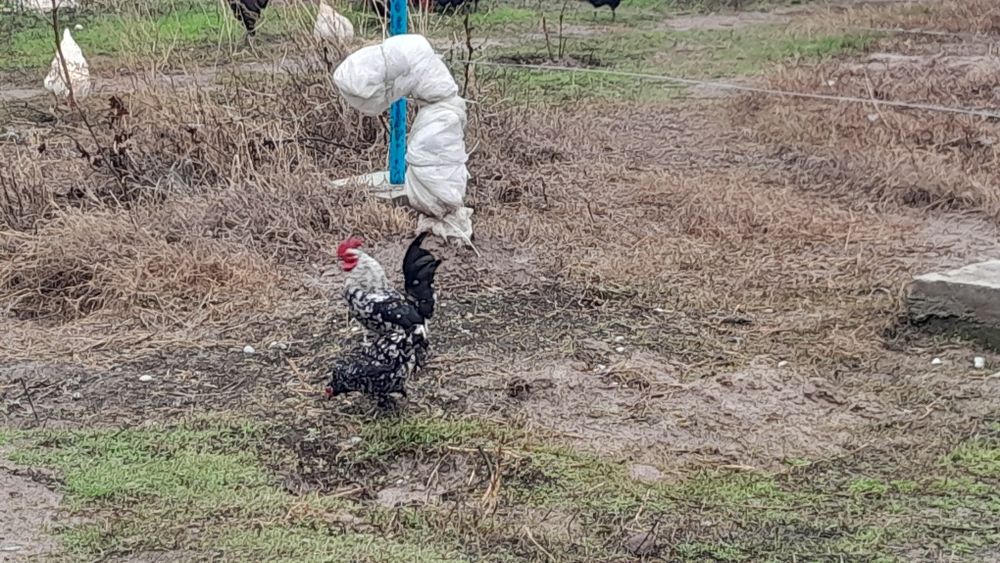 Продаються куры пародистые