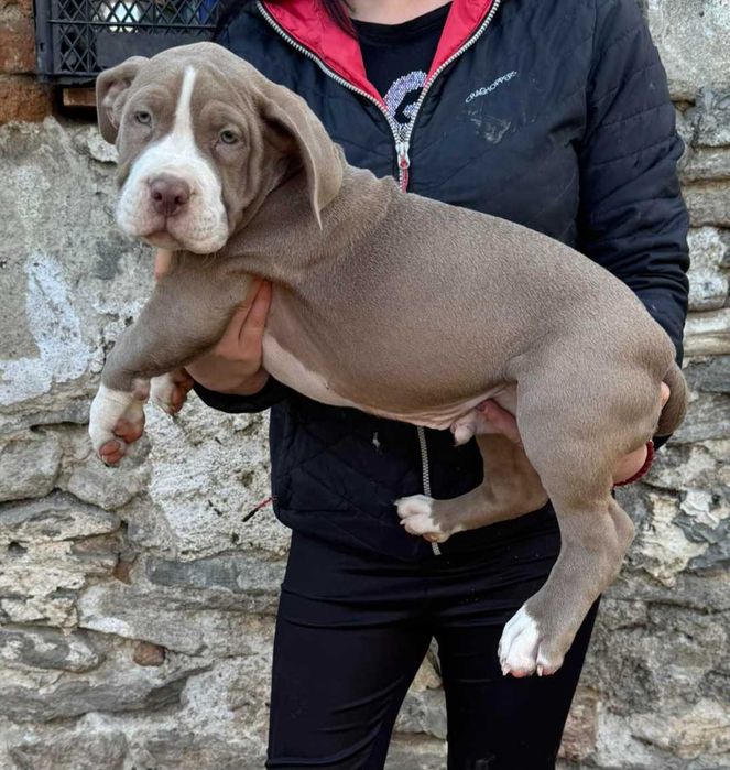 Американско були Хл American bully Xl