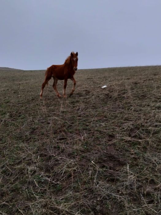 Жабағылар тайлар