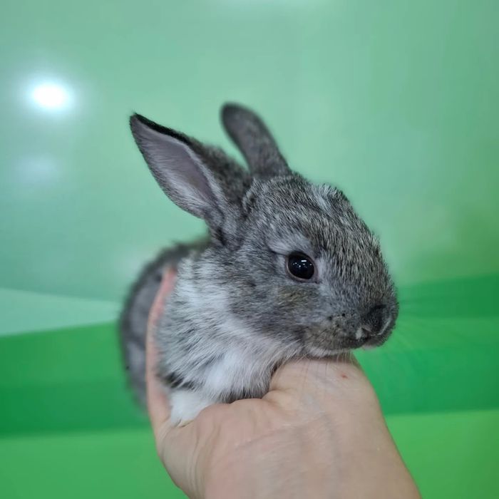 Поступление  карликовых кроликов