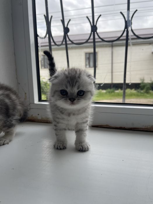 Скотиш фолд мушук болалари Сотилади