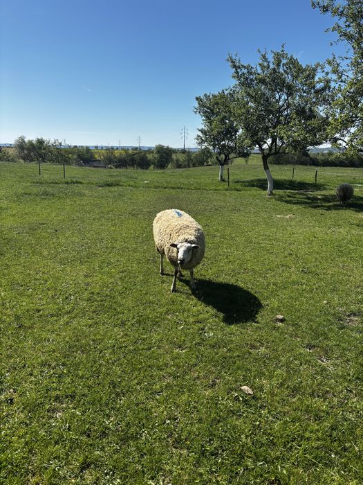 Oi/miei texel patata olandeza