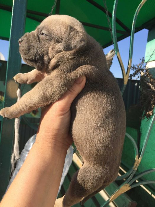 американский булли