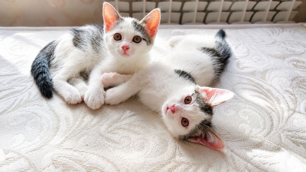 Кошечки ищут заботливую семью