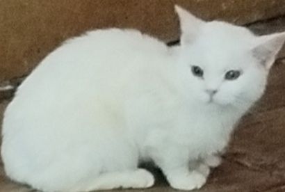 .Бесплатно кошки, коты.