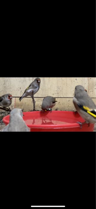 Щеглы седоголовые