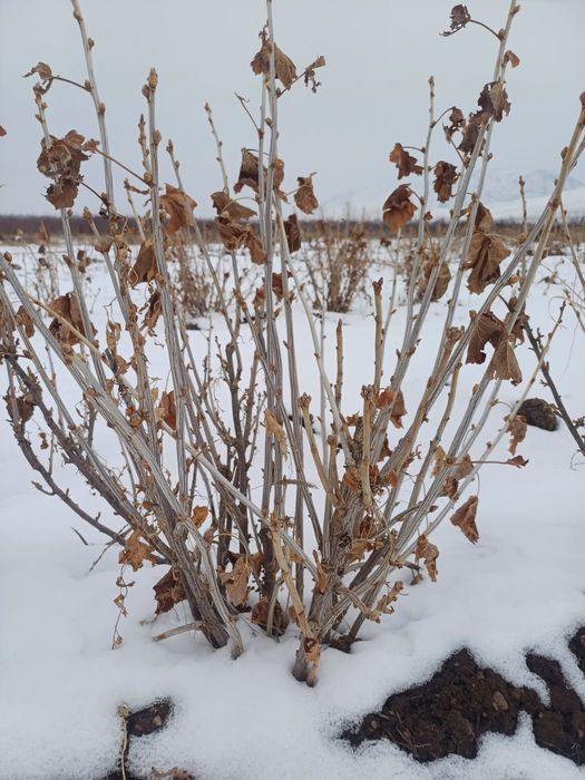 Саженцы смородины. Сорт "Бен Тиббен"