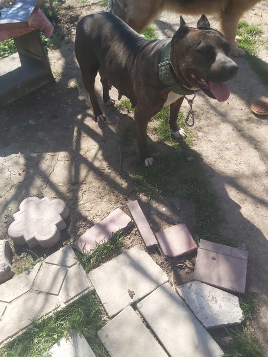 Продам Питбуля