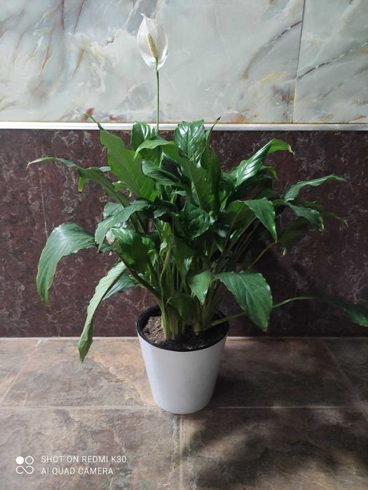 Комнатные цветы для подарка Спатифилиум - женская счастья