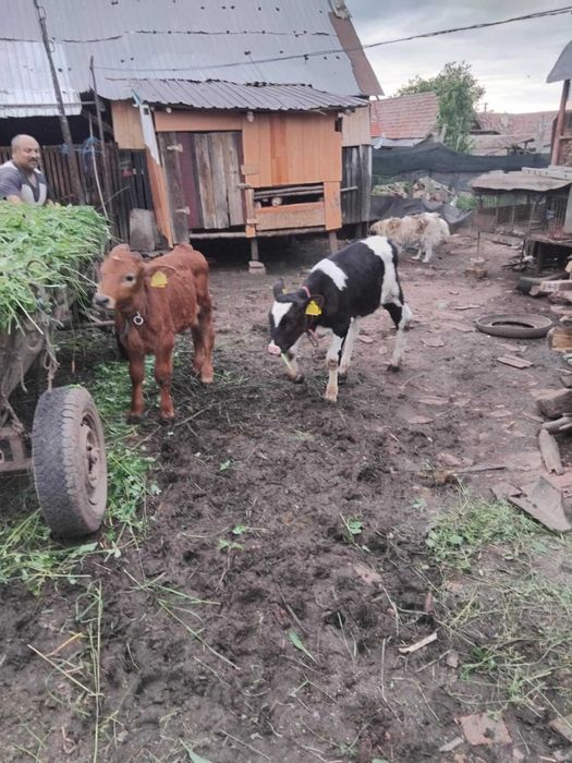 De vânzare o vițeaua și un tauras