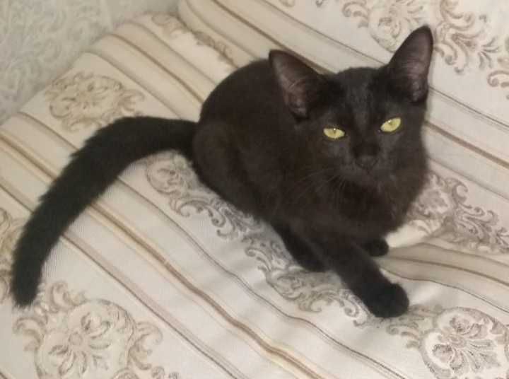 Котики редкой породы