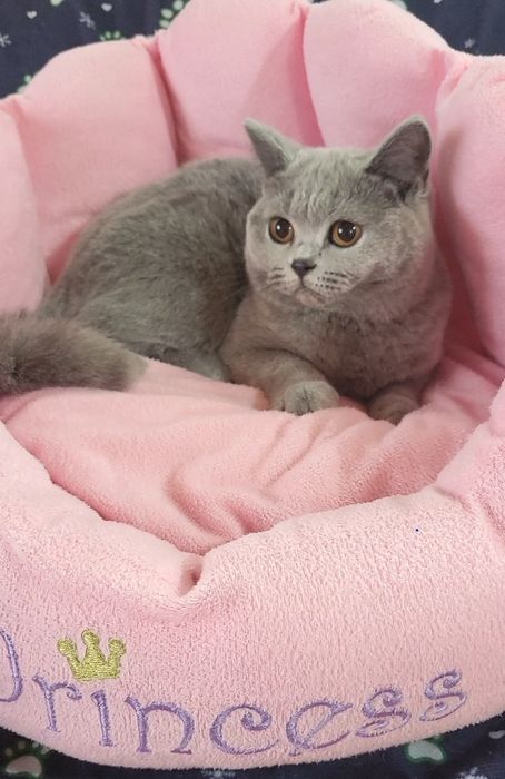 British shorthair blue