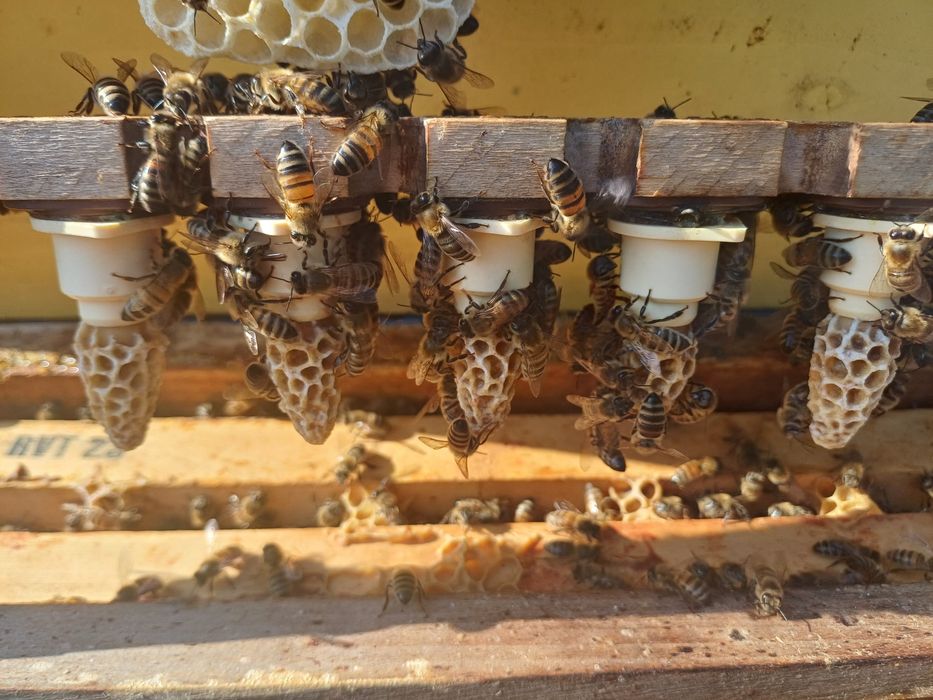 Miere albine salcam / rapita,pomi fructiferi,poliflora si capacele miere