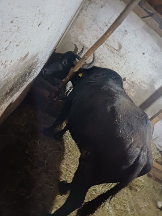 Vand Bivolită bună de lapte