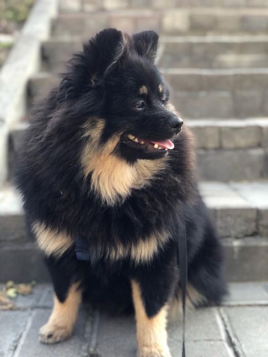 Ищем невесту для вязки