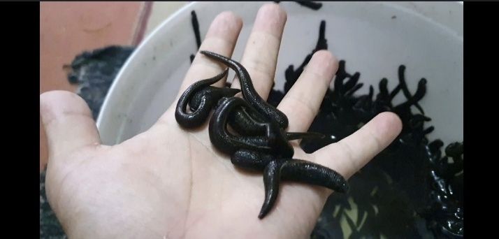 Zuluk зулук оптом арзон