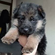 Щенки немецкой овчарки