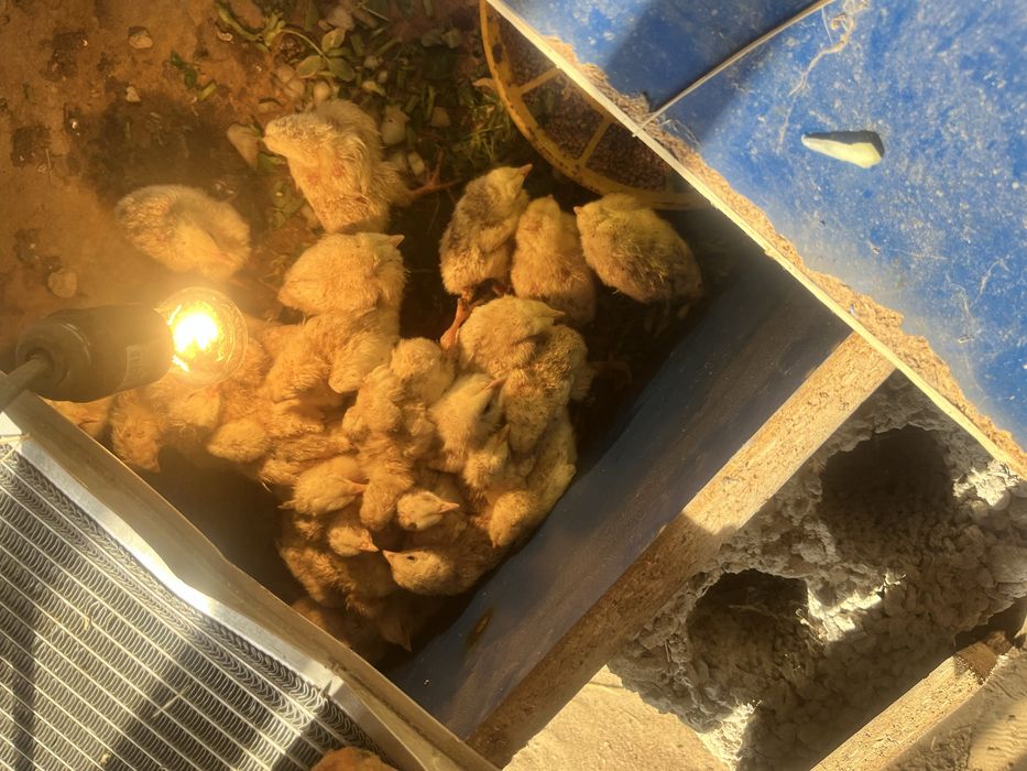 Шожелер цеплята