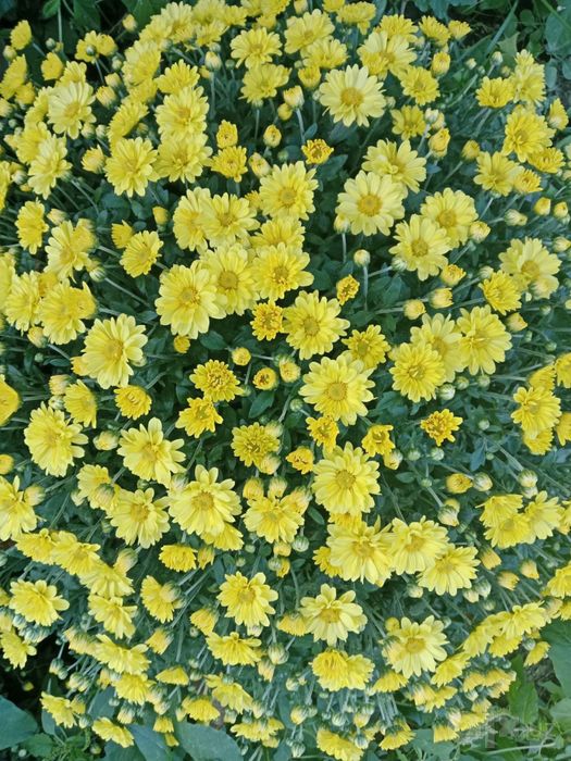 Globus gullari Buxoroda optom narxda