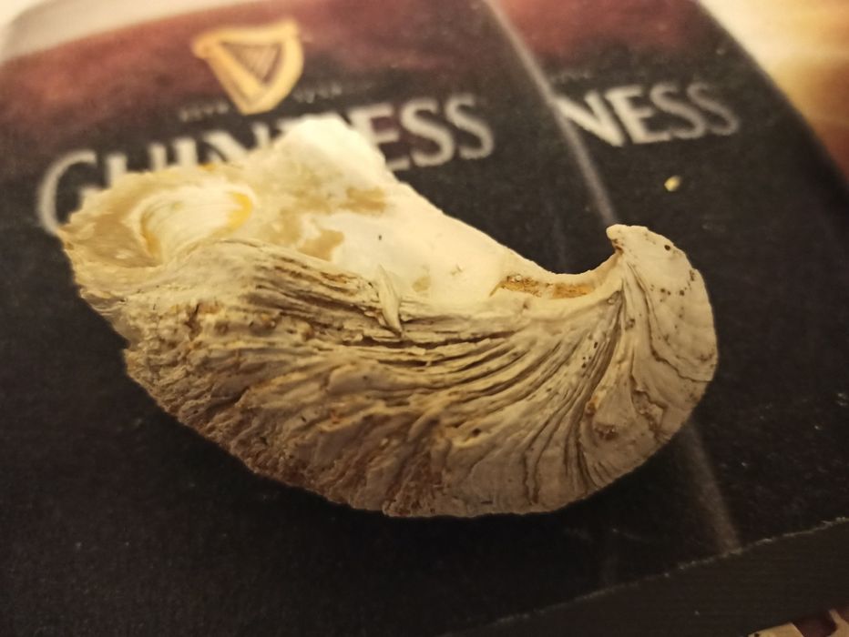 Для аквариума  ракушки океана Тетис эпохи динозавров.