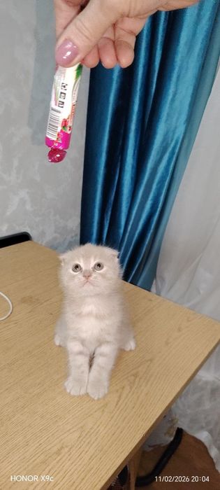 Вислоухие Шотландские котята от правельной вязки в подарок своим любим