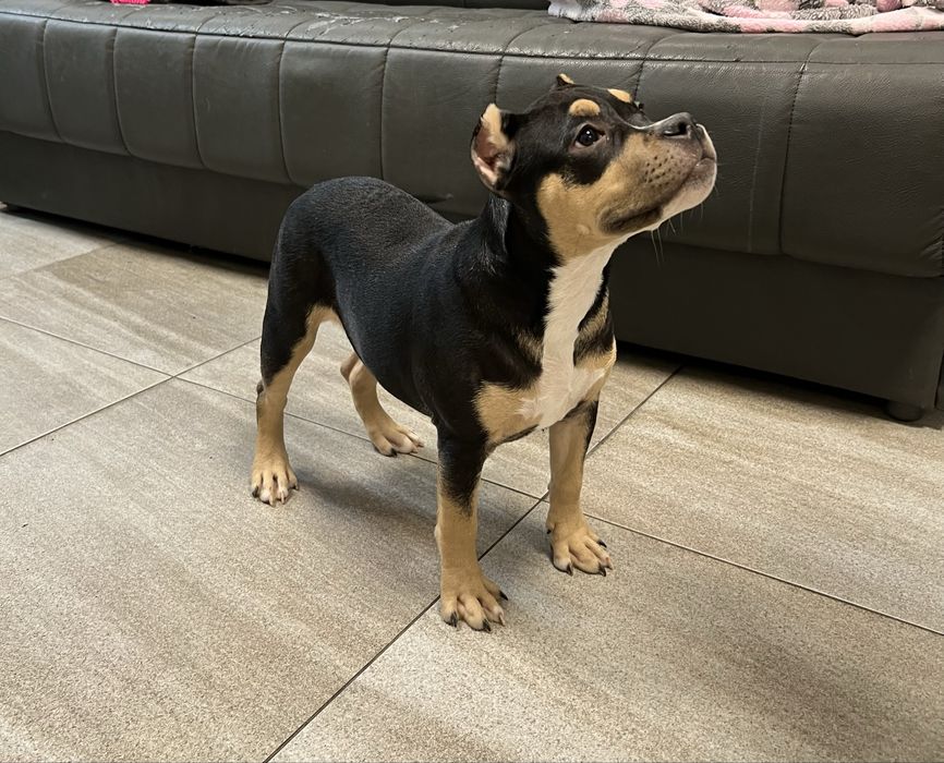 Щенки американский булли