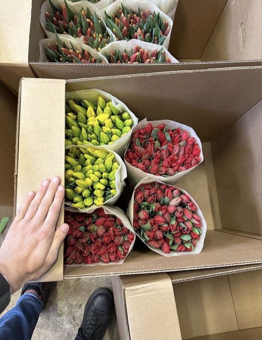 Тюльпаны ОПТОМ И В розницу предзаказ доставка цветы