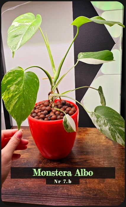 Plante, Alocasia Variegata , Monstera Albo